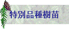 特別品種樹苗
